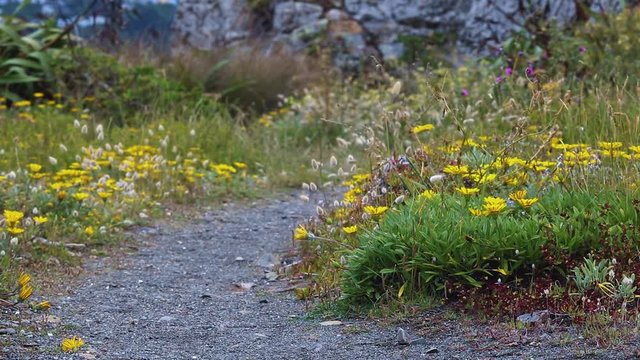 Beach Path Through Rabbit Tails And Treasure Flowers, Moa Point, Wellington, New Zealand.