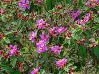 Malabar gooseberry flower