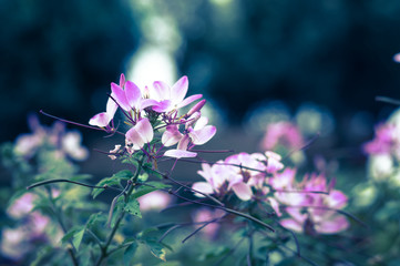 Pink flowers in garden,vintage filtered.