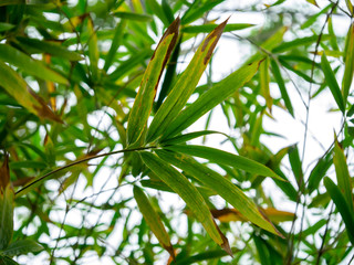 Green bamboo leaf with white background.