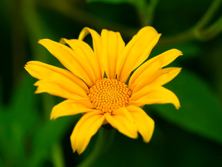 Yellow Mexican sunflower
