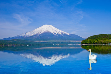 富士山と白鳥