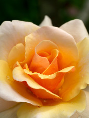 Soft orange rose flower