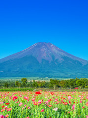 Fototapeta na wymiar 富士山とポピー畑
