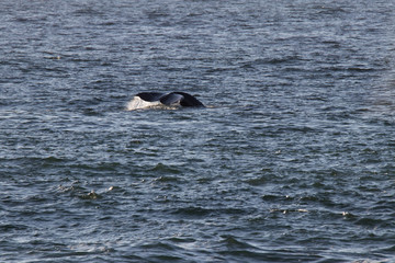 Fototapeta premium humpback whale in the sea