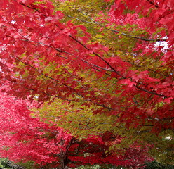 Red and yellow foliage on the branches of the maple trees in the autumn season, close-up fall background