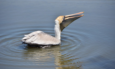 Atlantic Coast Pelican