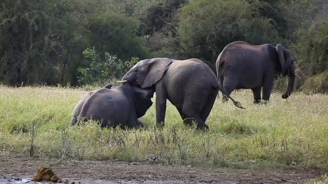 Young Elephants Engage Each Other with their Tusks in a Show of Dominance Next to a Watering Hole in Greater Kruger National Park in South Africa, Slow Motion