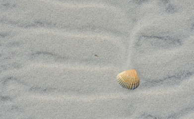 Shell in sand - Atlantic Coast 2
