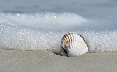 Shell in wave