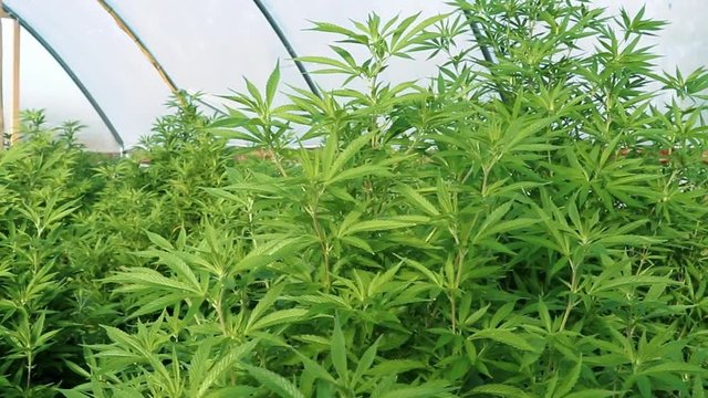 Tall green hemp plants being grown indoors for year round production. Industrial hemp farming to make medical CDB oil. Not marijuana. Hemp has low THC and high CBD content.