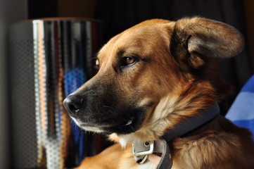 Elegance Dingo