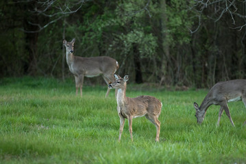 Deer eating grass by the woods edge