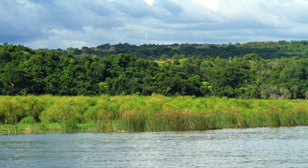 Murchison Falls National Park along the Nile River in Uganda