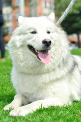 White Samoyed