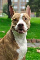 Staffordshire in the park