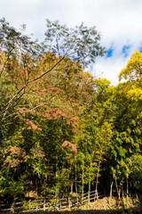 Takatsudo Gorges wrapped in autumn leaves / Takatsudo Gorges is a valley in Takatsudo Omama-machi, Midori-city, Gunma Prefecture, Japan.