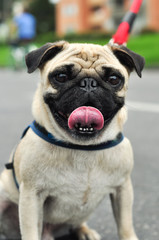 Fototapeta premium Friendly Pug