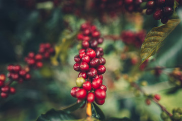 cherry coffee Good quality red coffee beans exuberant coffee tree