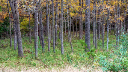 Forest of trees with vibrant fall colored leaves