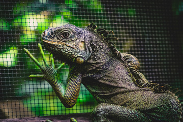 Iguana, San Igunacio, Belize