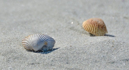 Sand Saltation on Shells