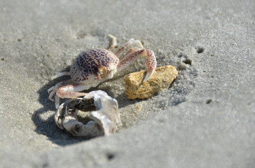 Crab on beach - Atlantic Coast 2