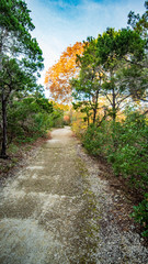 Obraz premium Walking trails in a quiet, serene, peaceful forest park with vibrant green trees and vegetation