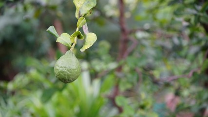 Lime tree in the garden