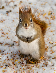 Red Squirrel - 238850916