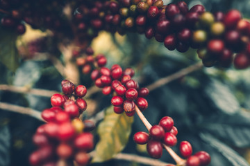 cherry coffee Good quality red coffee beans exuberant coffee tree