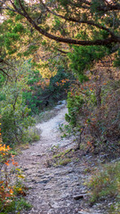 Fototapeta premium Walking trails in a quiet, serene, peaceful forest park with vibrant green trees and vegetation
