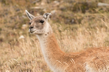 Obraz premium Wild vicuña watches the passing tourists