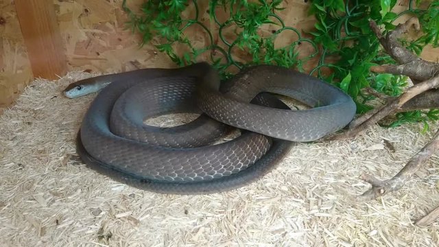 huge snake moving in container