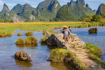 Chinese farmer with water buffalo on stone bridge in picturesque valley surrounded by karst limestone hills in Huixian, China.