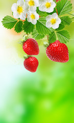 summer freshness strawberries