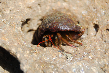 Black sea life