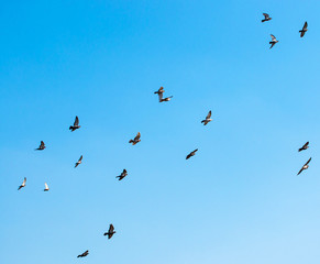 flying birds against the sky
