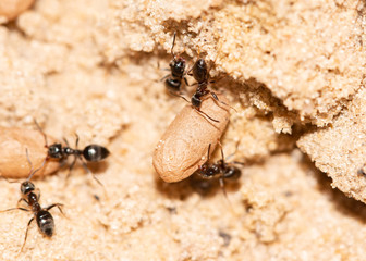 ants with larvae