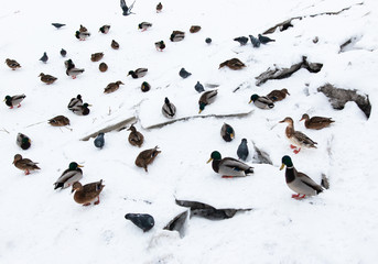 ducks and pigeons on white snow