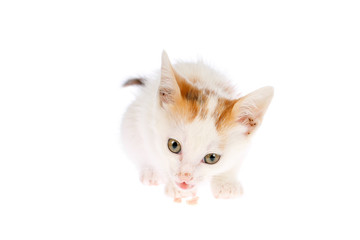 Cute two months old calico kitten eating meat bit and looking to the camera, isolated on white background. Homemade and raw food cats diet concept