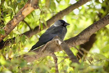 Young Western jackdaw (Corvus monedula) perched on a branch of a European nettle tree (Celtis australis)