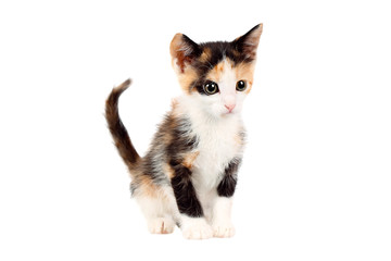Studio shot of an adorable two months old calico kitten, looking curiously, isolated on white...