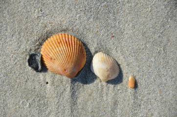 Shells Set - Atlantic Coast