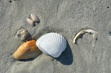Shell collection on beach