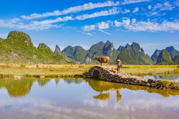 Foto op Canvas Chinese farmer with water buffalo on stone bridge in picturesque valley surrounded by karst limestone hills in Huixian, China. © Patrick