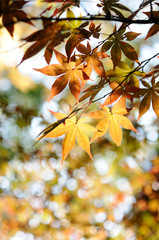 紅葉したもみじ