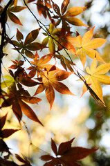 紅葉したもみじ