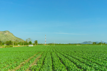 Fototapeta na wymiar Scenery of chinese kale field in Kanchanaburi,Thailand