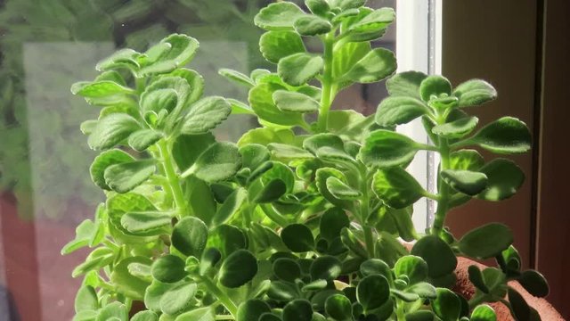 vicks plant herb 